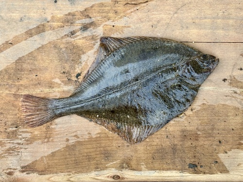 Arctic Flounder