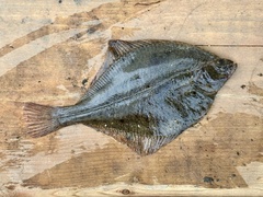 Arctic Flounder photo 1