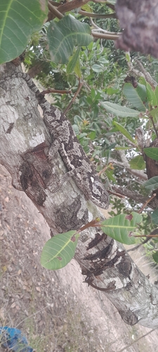 Flap-necked Chameleon