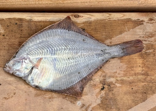 Arctic flounder (Liopsetta glacialis) — Pleuronectidae — 2