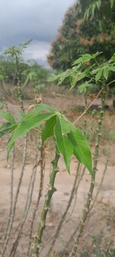 Cassava