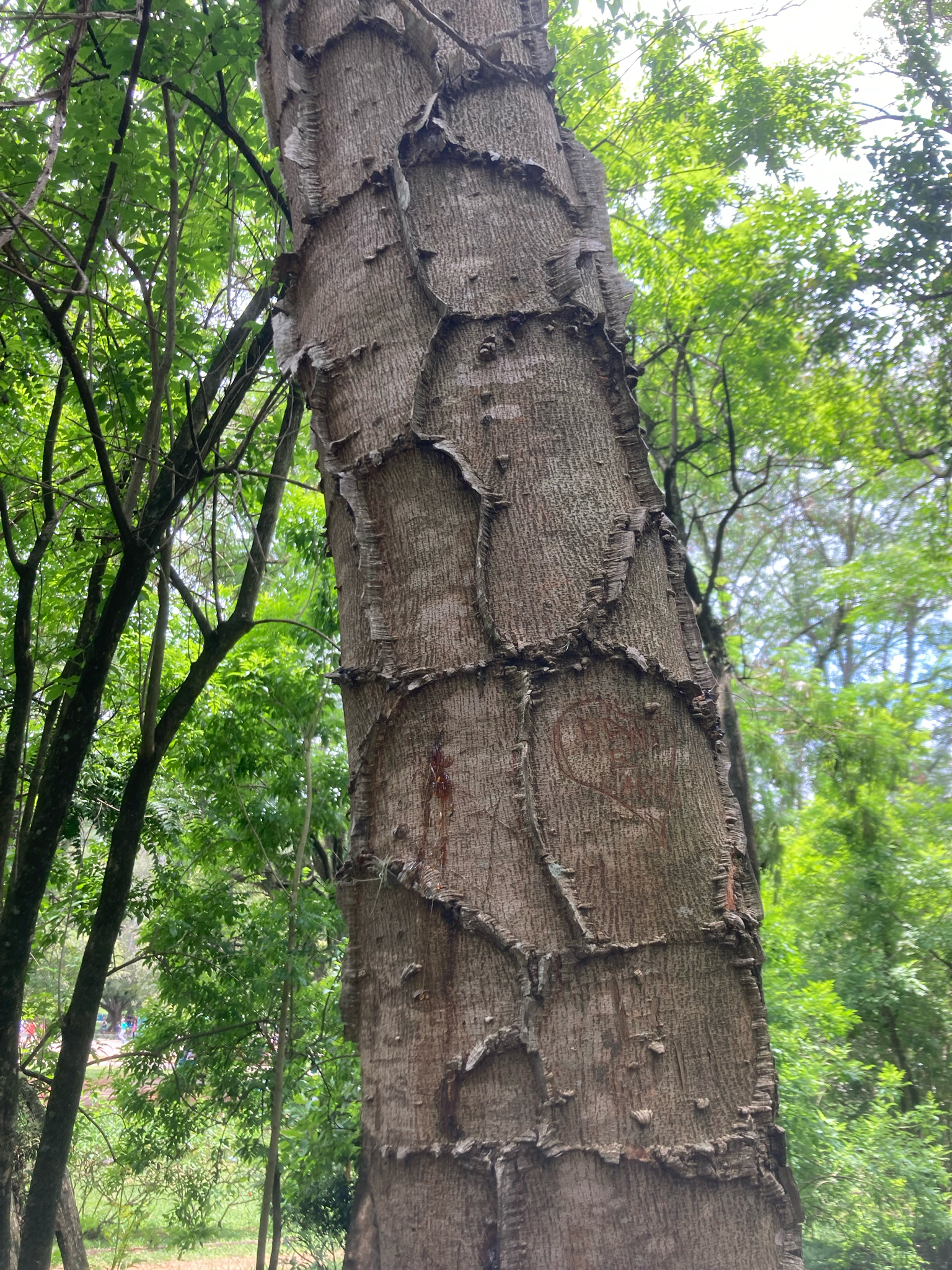 Imagem de Angico-Jacaré
