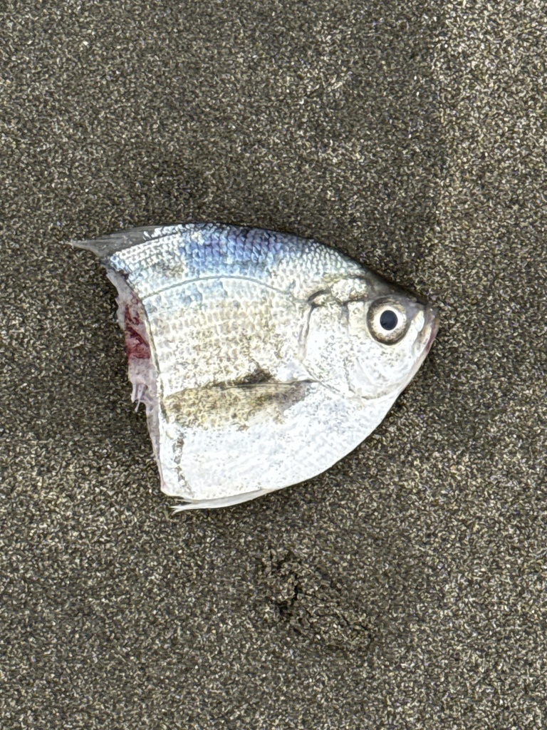 silver surfperch