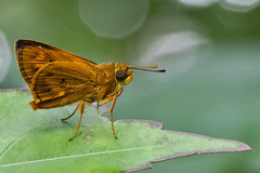 Oriens goloides