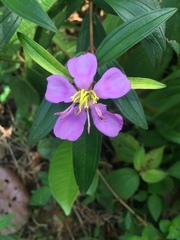 Melastoma malabathricum