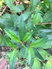 Melastoma malabathricum