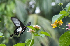 Pachliopta pandiyana