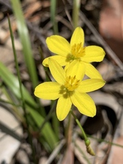 Tricoryne simplex
