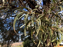 Acacia harpophylla