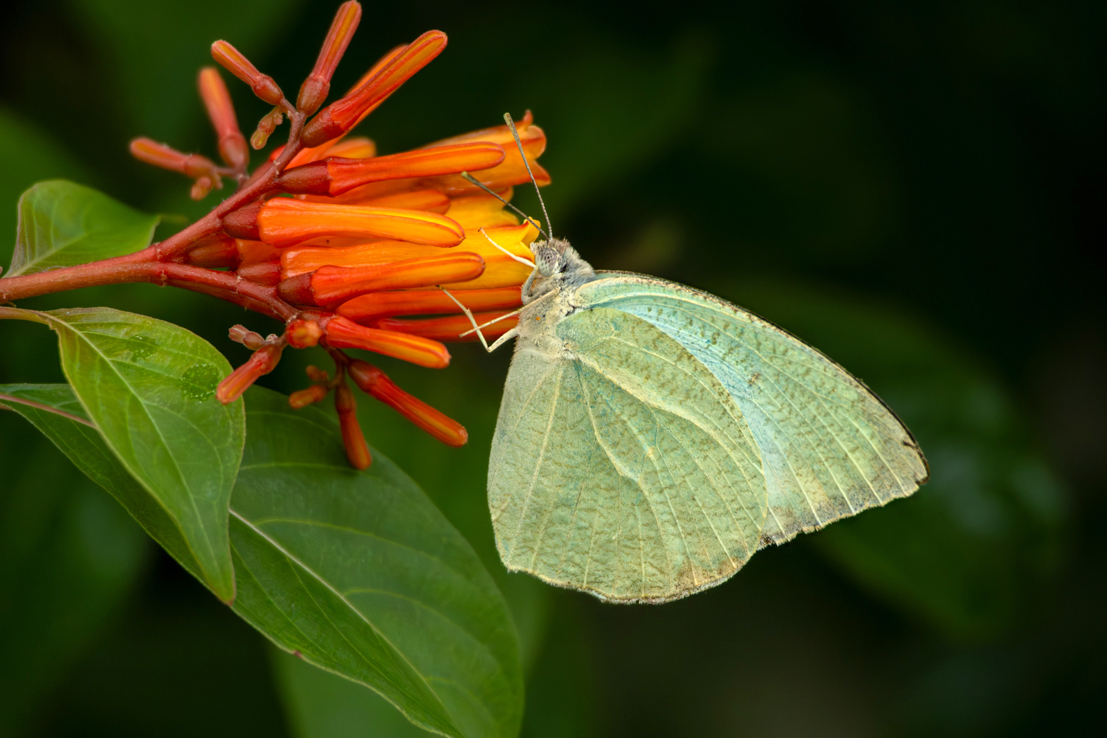 Mottled Emigrant