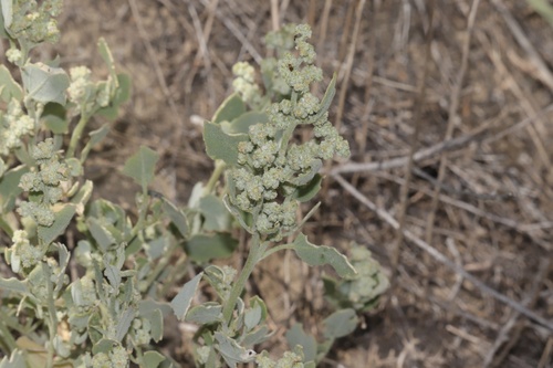 Watson's Goosefoot (Chenopodium watsonii)