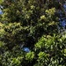 Atalaya salicifolia - Photo (c) Martin Bennett,  זכויות יוצרים חלקיות (CC BY-NC), הועלה על ידי Martin Bennett