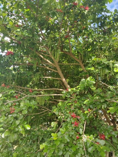 Arthroclianthus microbotrys observed 2025-07-20