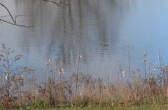 Ondatra zibethicus