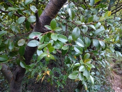 Syzygium elliptifolium