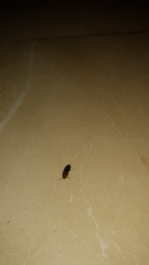 Elateridae