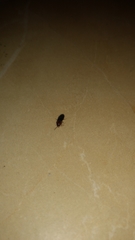 Elateridae