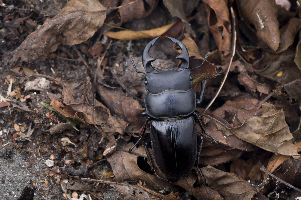 Dorcus grandis