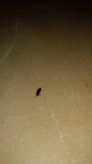 Elateridae