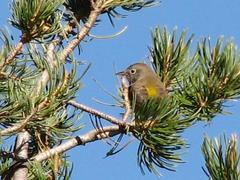 Leiothlypis crissalis