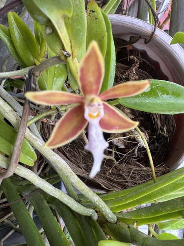 Philippine Trichoglottis