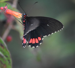 Parides erithalion polyzelus