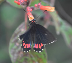 Parides erithalion polyzelus