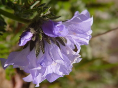 Polemonium confertum