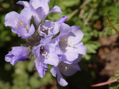Polemonium confertum