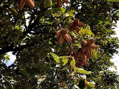 Flindersia schottiana