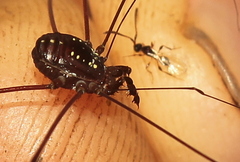 Agoristenidae