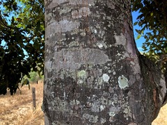 Flindersia schottiana