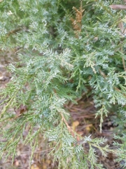Juniperus pseudosabina