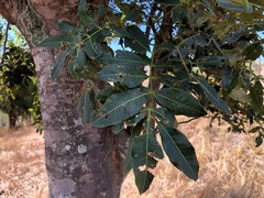 Flindersia schottiana