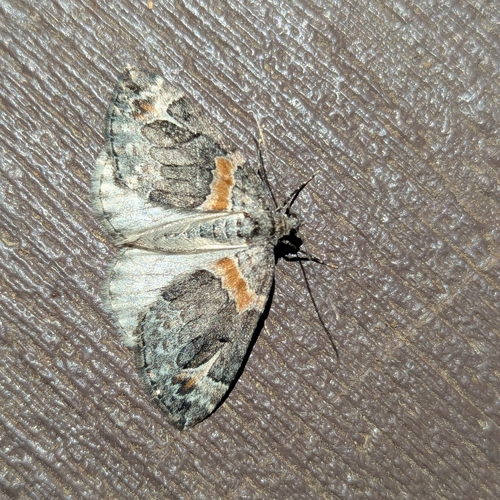 Orange-barred Carpet Moth photo 3