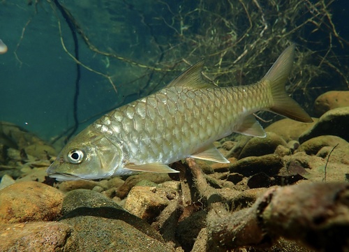 Maleise mahseer (Tor tambroides) — Cyprinidae