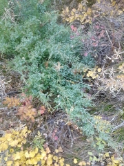 Juniperus pseudosabina