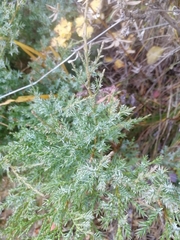 Juniperus pseudosabina