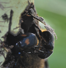 Cyclocephala fasciolata