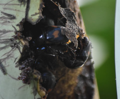 Cyclocephala fasciolata