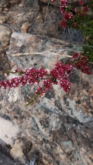 Thryptomene