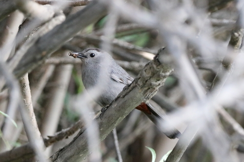 Gray Catbird photographed in Montana
