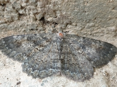 Ctenognophos eolaria