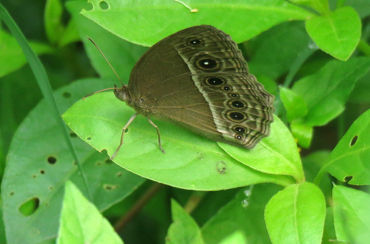 Dark-Branded Bushbrown