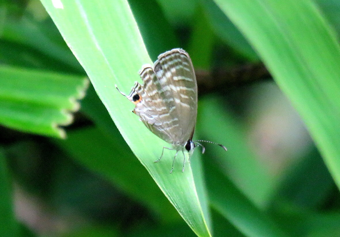 Common Cerulean