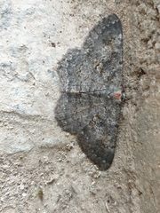 Ctenognophos eolaria