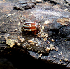 Pachybrachis bivittatus