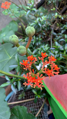Magnoliopsida
