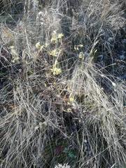 Bupleurum multinerve