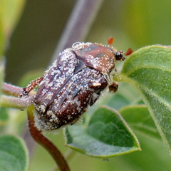 Euphoria leucographa